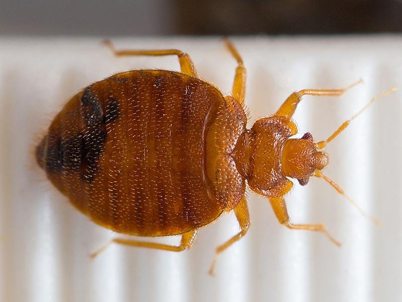 10 places where domestic bed bugs live and hide day and night how they loo