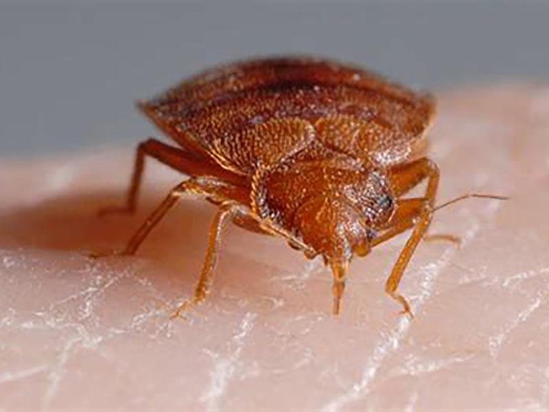 10 places where house bed bugs live and hide day and night how they look, where to look and how to fight 03