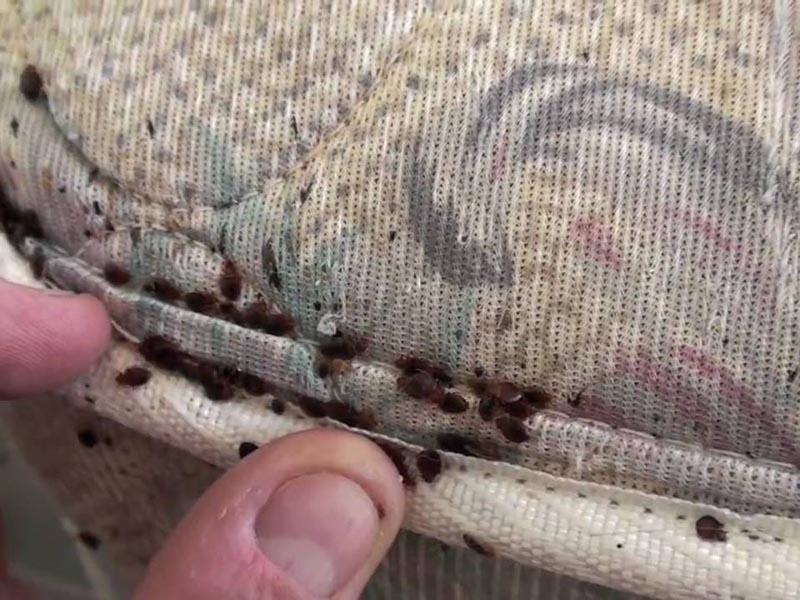 10 places where house bed bugs live and hide day and night how they look, where to look and how to fight 11