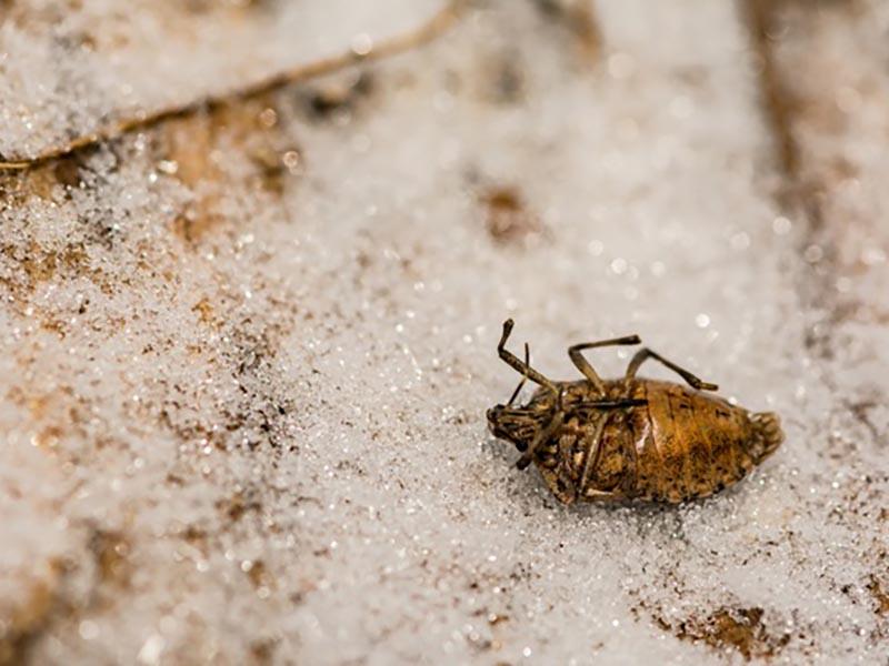 10 places where domestic bed bugs live and hide day and night how they look, where to look and how to fight 21
