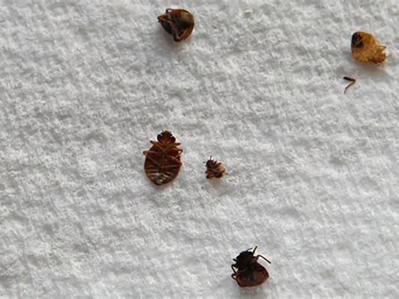 10 places where domestic bed bugs live and hide day and night how they look, where to look and how to fight 23