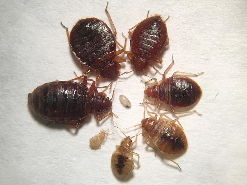 10 reasons why bed bugs appear in the apartment how to quickly get rid of parasites 01