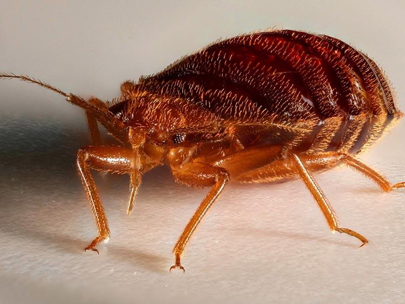 10 reasons why bed bugs appear in the apartment how to quickly get rid of parasites 03
