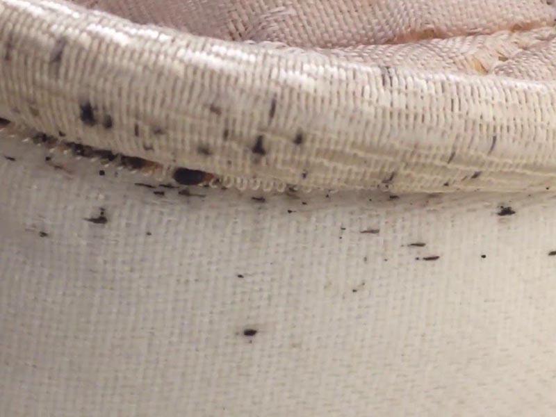 10 reasons why bed bugs appear in the apartment how to quickly get rid of parasites 21