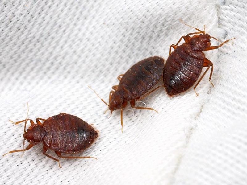 10 ways to find domestic bed bugs in an apartment to recognize, identify, test, understand and defeat