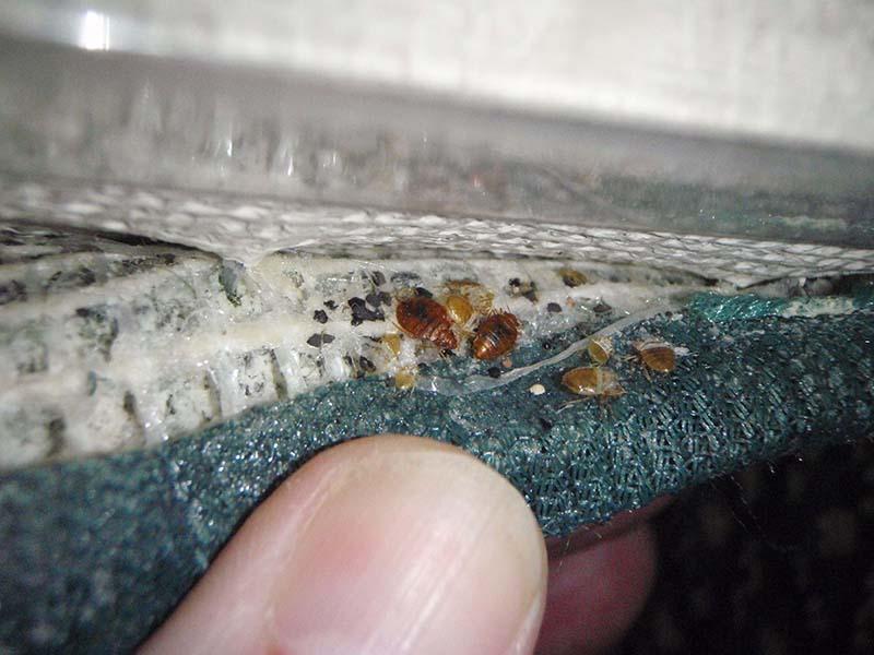10 façons de trouver et à quoi ressemblent les nids de punaises de lit dans un appartement 03
