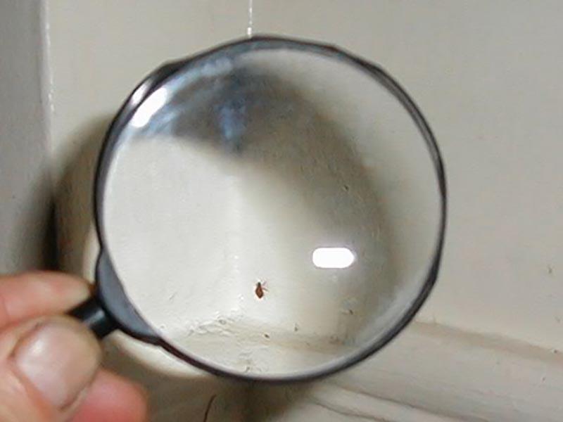 10 ways to find and what bed bugs' nests look like in the apartment 12