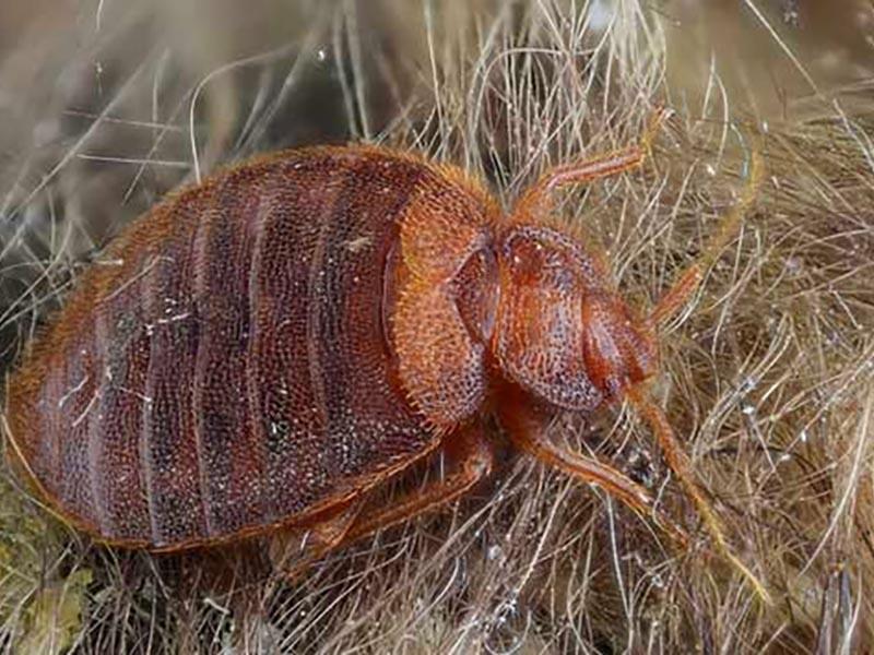 10 ways to find and look for bed bugs' nests in your apartment 14