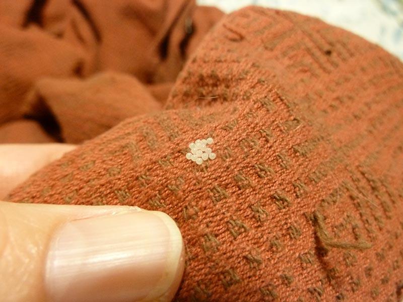 10 ways to find and look for bed bugs' nests in your apartment 15