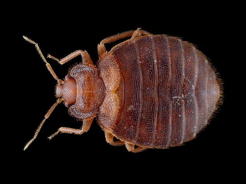 10 ways to find (detect) domestic bed bugs in the apartment to recognize, identify, check, understand and defeat 01