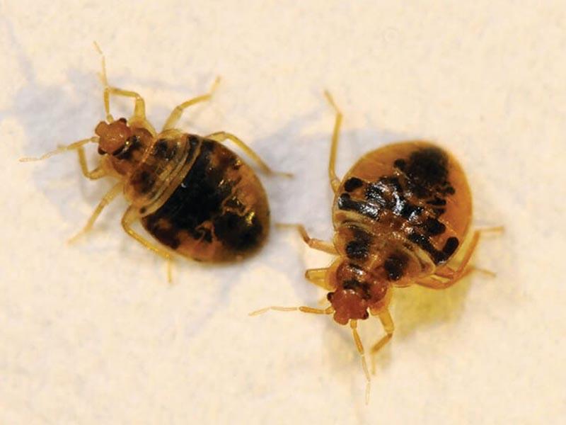 10 Ways to Find (Detect) House Bed Bugs in an Apartment Recognize, Identify, Test, Understand, and Defeat 02