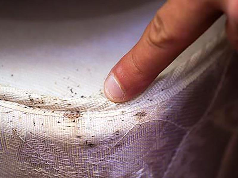10 ways to find (detect) domestic bed bugs in the apartment to recognize, identify, check, understand and disinfect 08