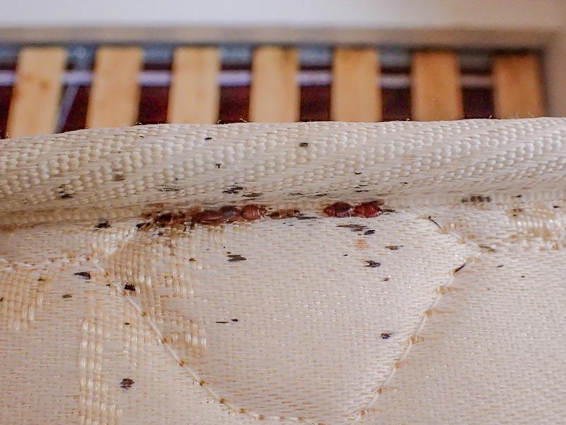 10 exact signs and traces of bed bugs in the apartment 07