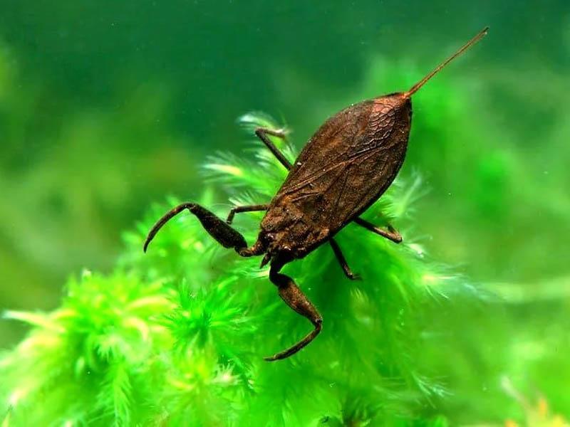 30 species (varieties) of bed bugs