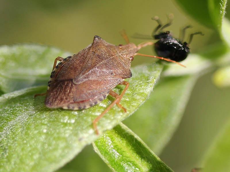 30 species (varieties) of bed bugs