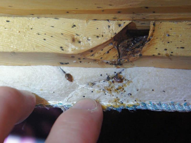 What to do and where to go if your neighbor has bed bugs