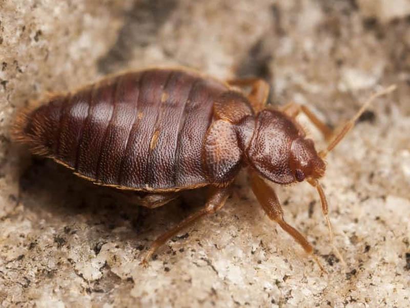 Bed bugs: who are these uninvited guests, what do they look like, how to get rid of them at home by yourself