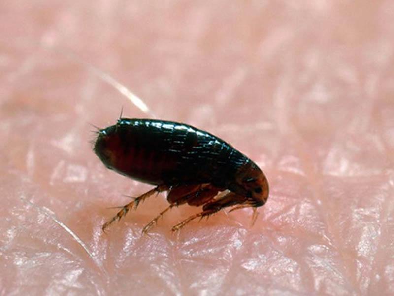 What do bed bugs look like, photos of bed bugs