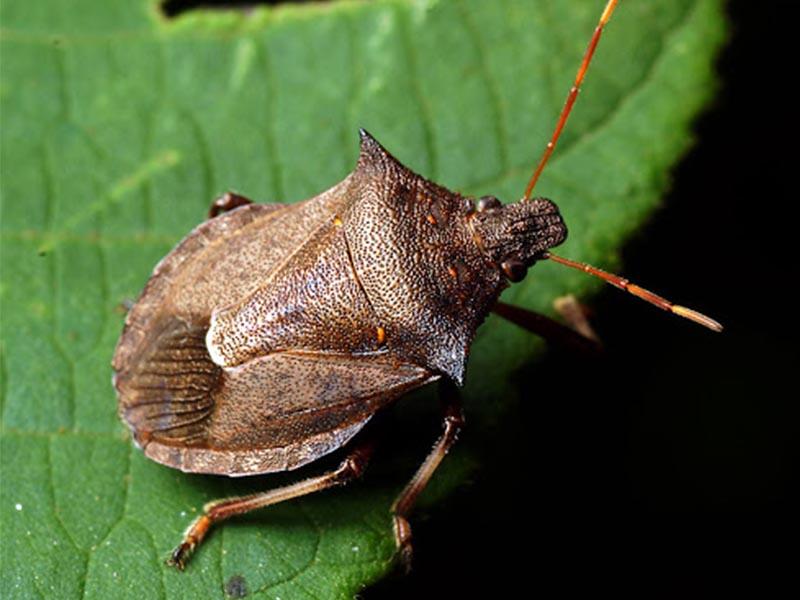 Shield bug