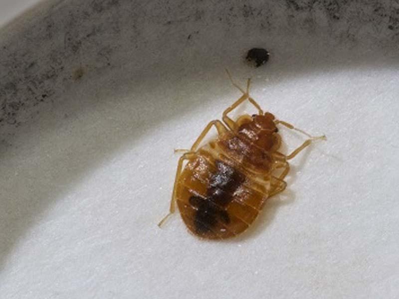 Prevention of bed bugs in the apartment 05