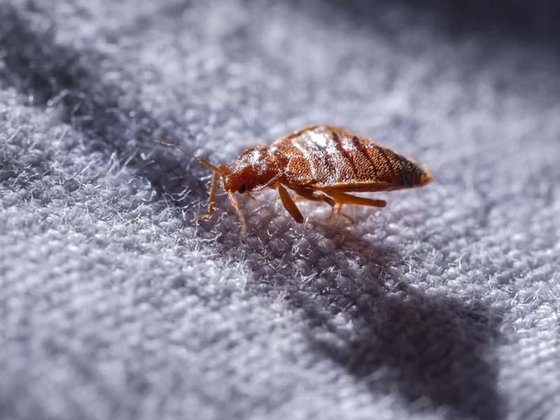 Prevention of bed bugs in the apartment
