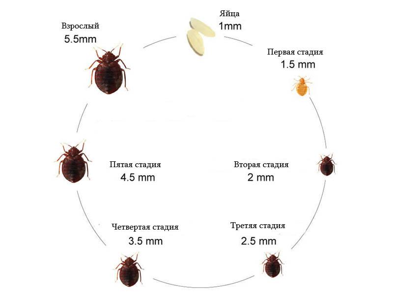Dimensions of bed bugs, house bugs, apartment bugs, linen bugs, sofa bugs, furniture bugs, street bugs