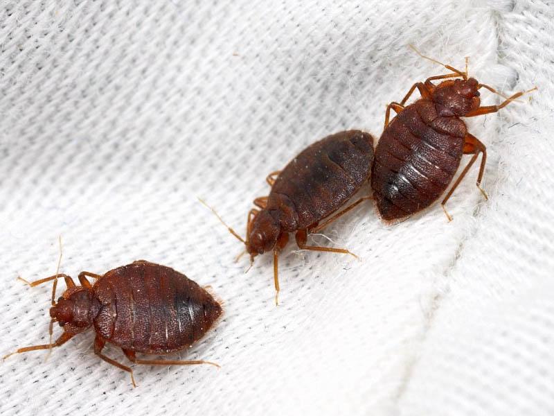 Breeding bed bugs in the apartment