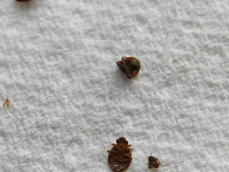 Breeding bed bugs in the apartment
