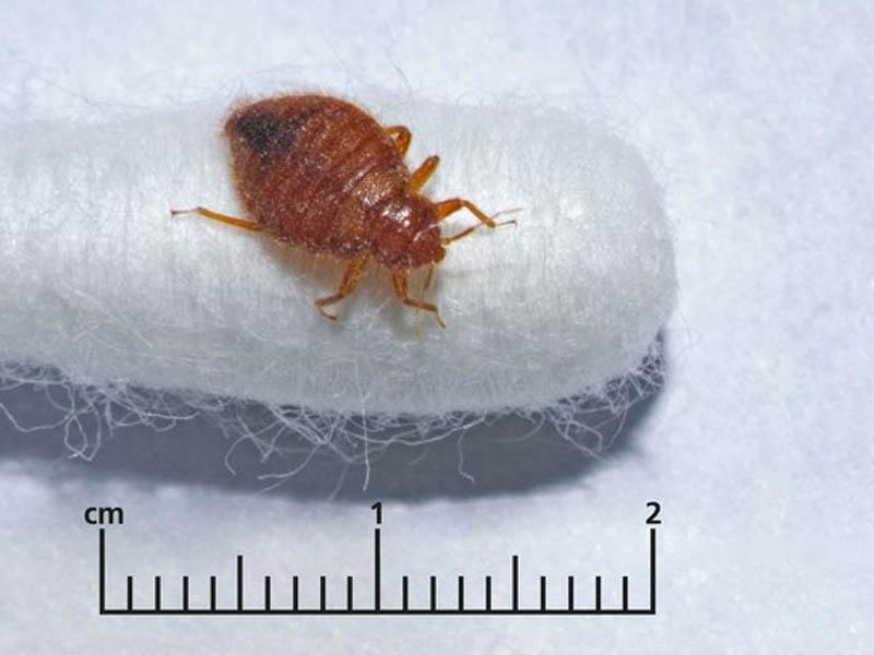 How long do bed bugs live without food