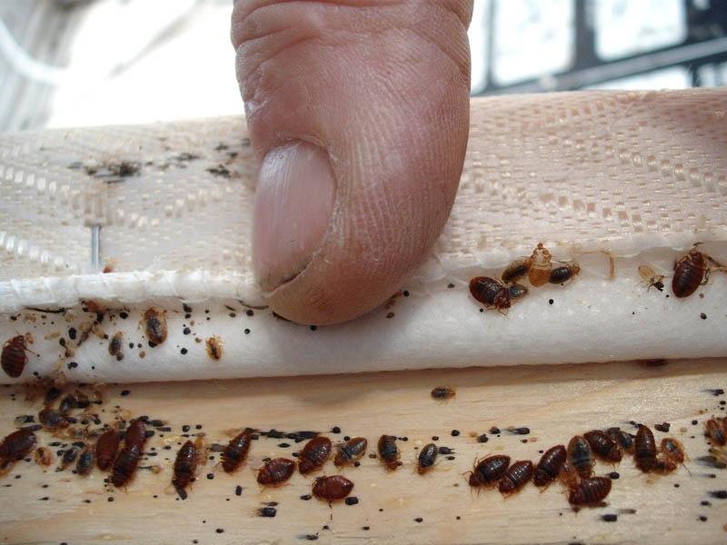 How bed bugs appear in an apartment or private home