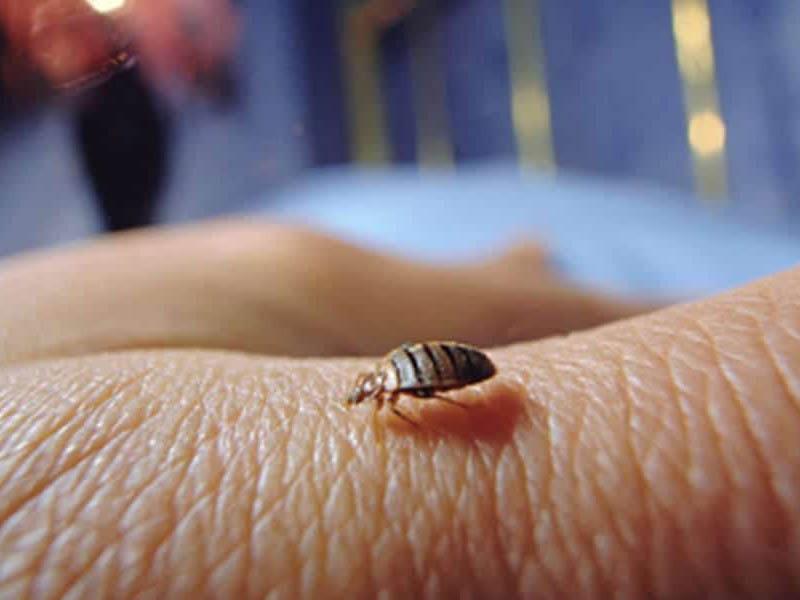 How bed bugs appear in an apartment or private home