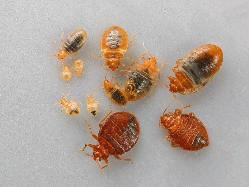 bed bug larvae