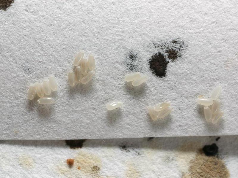 larve di cimice dei letti