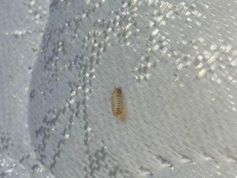 larve di cimice dei letti
