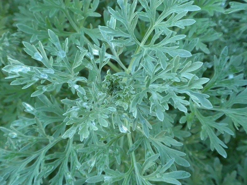 5 recipes with wormwood for bed bugs in the apartment tinctures oil dry herb 01