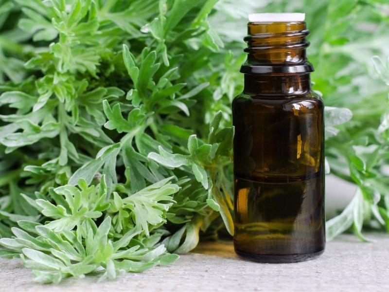 5 recipes with wormwood for bed bugs in the apartment tinctures oil dry herb 13