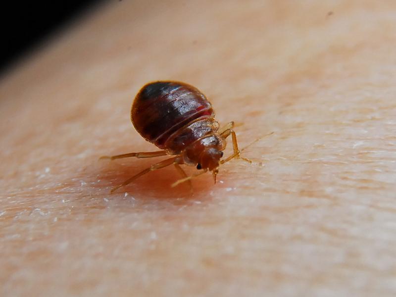 Bed bugs and their bites photos how they look like and how to get rid of them at home 01