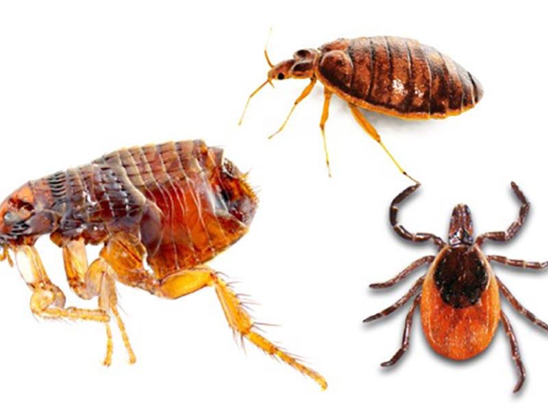 Bed bugs and their bites photos of what they look like and how to get rid of them at home 05