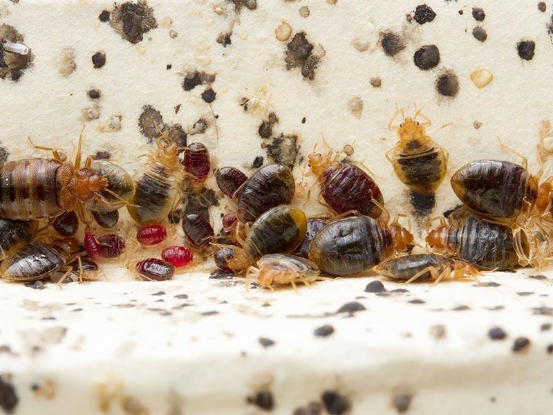 Bed bugs and their bites photos how they look like and how to get rid of them at home 12