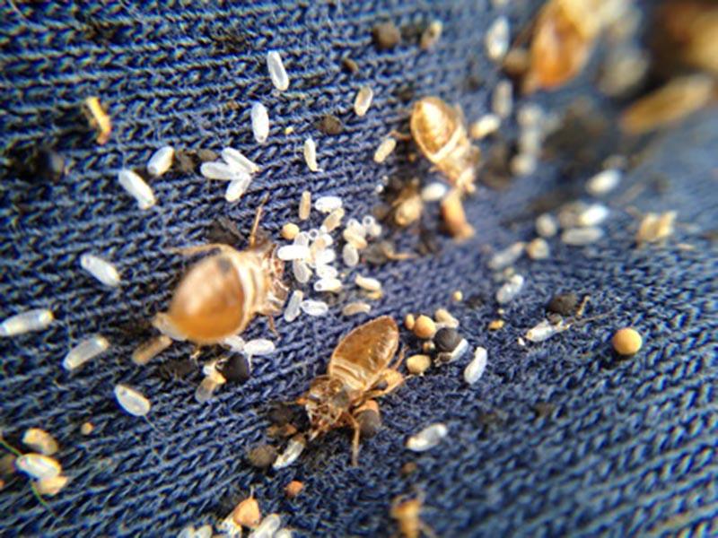 Bed bugs on clothing Clothes Bed bugs look like adults larvae and their eggs live on things Effective treatment of clothing 01