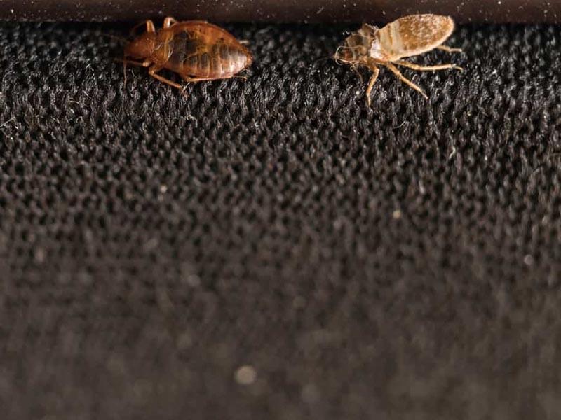 Bed bugs on clothing Clothes Bed bugs look like whether adults larvae and their eggs live on things Effective treatment of clothes 02