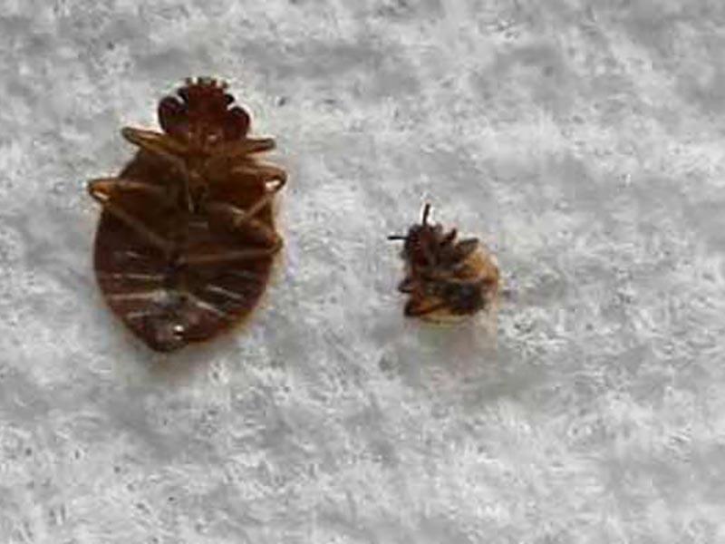 Bed bugs on clothing Clothes Bed bugs look like whether adults larvae and their eggs live on things Effective treatment of clothes 06