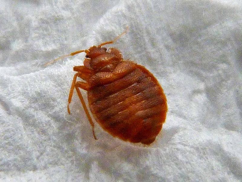 Bed bugs after treating an apartment disinfestation how long they live and why they reappear 01