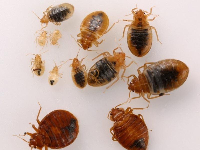 Bed bugs after apartment disinfestation treatment how long they live and why they reappear 08