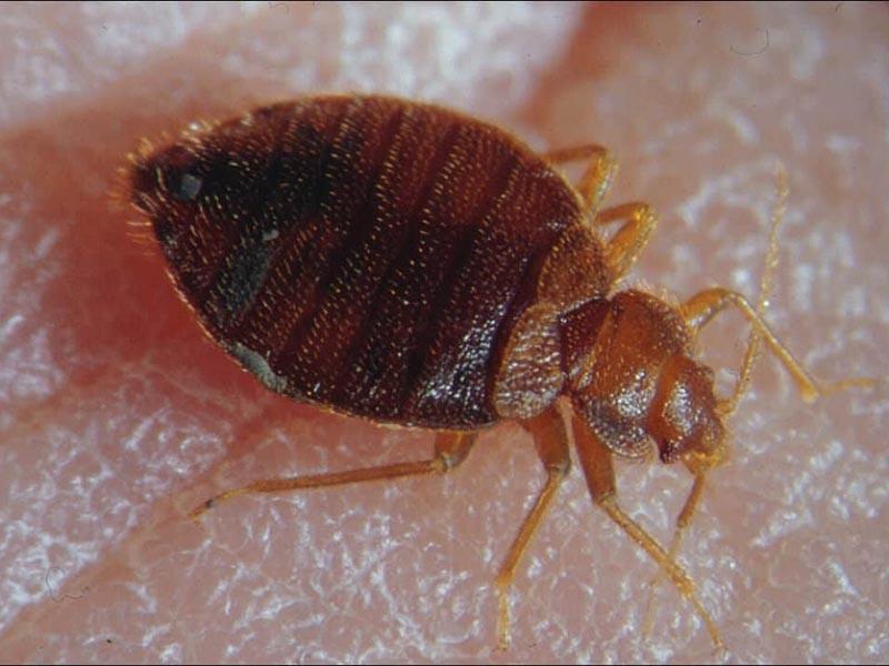 Bed bugs in the couch couch bed bugs how bites look and how to remove them at home 01