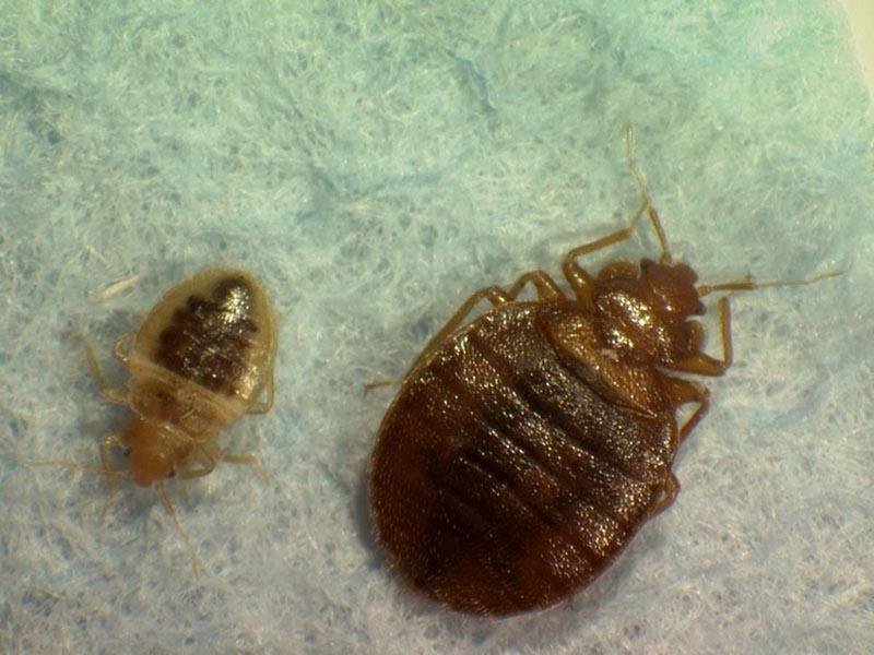 Bed bugs in the couch couch bed bugs how bites look and how to remove them at home 02
