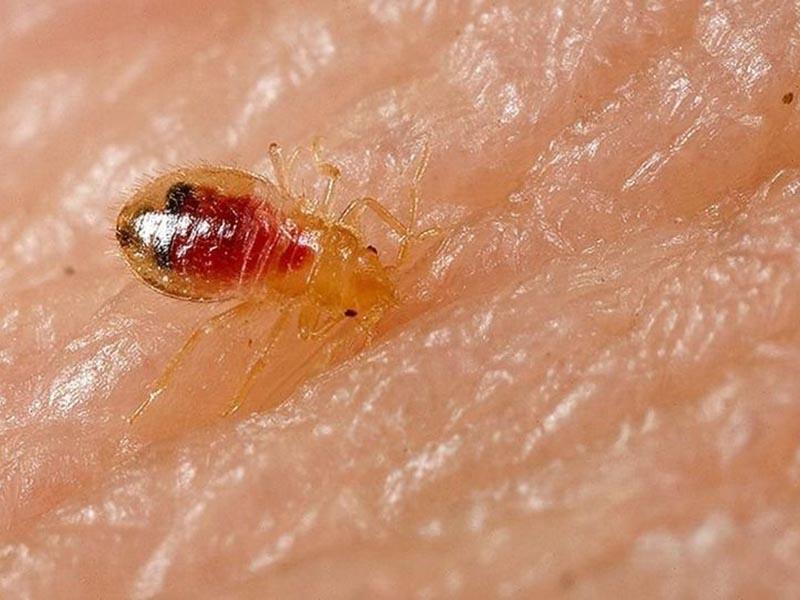 Bed bugs in the couch couch bed bugs how bites look and how to remove them at home 03