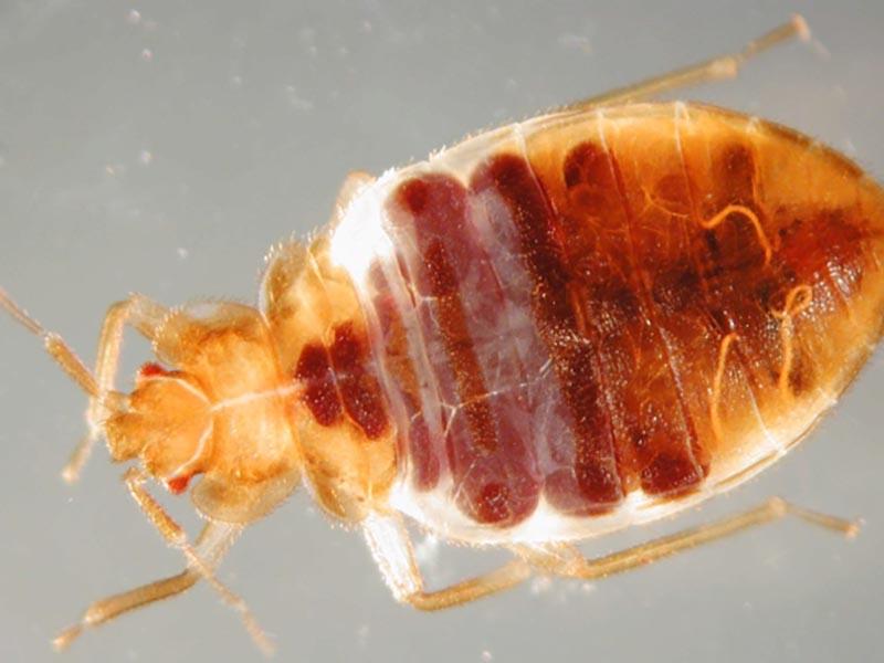 All about bed bug how it looks where it comes from how to detect it how to fight it 10