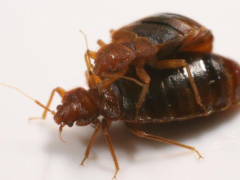 All about bed bugs - how they look, where they come from, how to find them, what to do about them 11