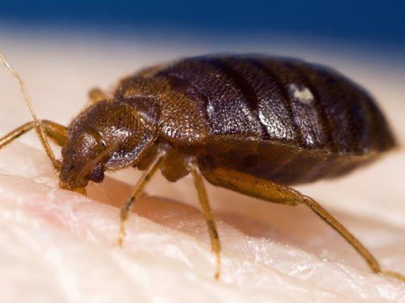 All about bed bugs - how they look, where they come from, how to find them and what to do about them 12